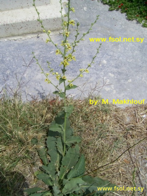 Verbascum sinuatum L.